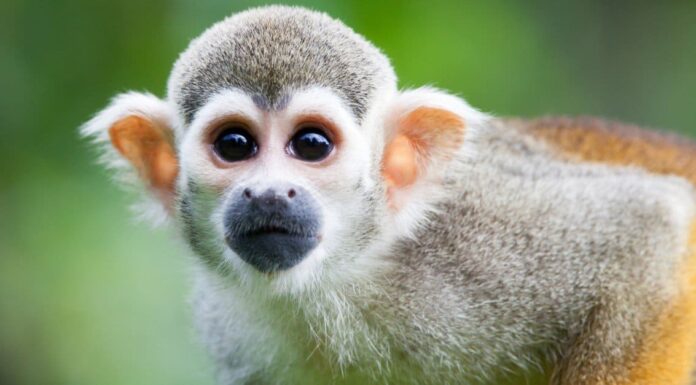 Scimmia ragno vs Scimmia scoiattolo: quali sono le differenze?
