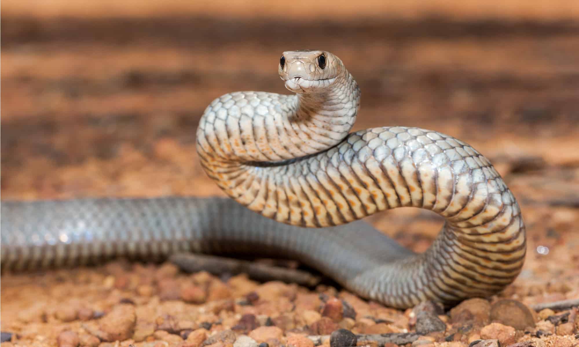 Scopri il serpente marrone più grande mai registrato