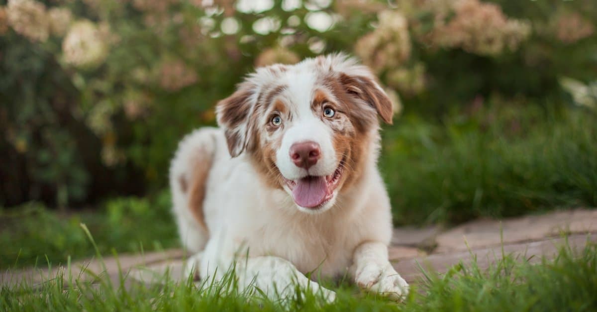 Australian shepherd at sunset