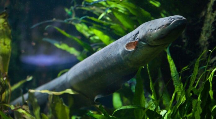 10 fatti incredibili sull'anguilla elettrica
