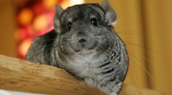 10 incredibili fatti di cincillà
