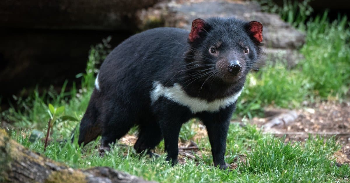 Animals that glow &ndash; Tasmanian Devil