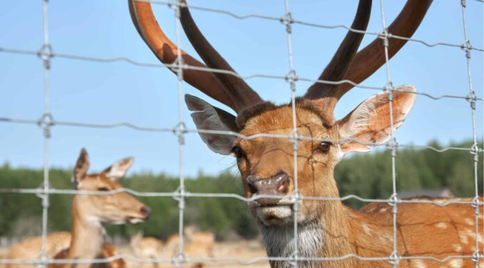 10 fatti incredibili sui cervi
