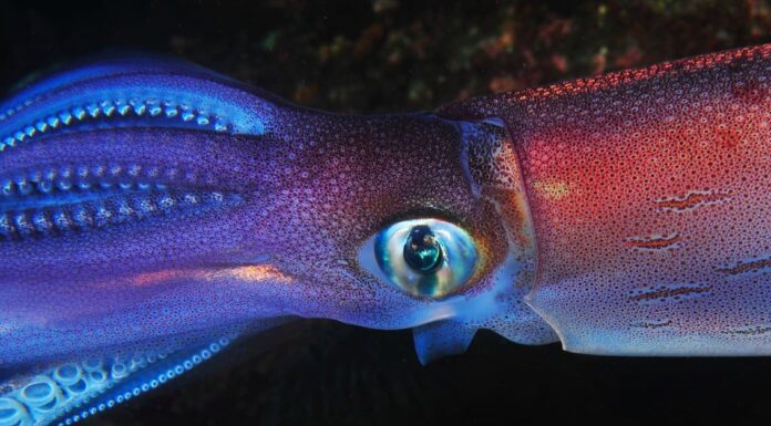 Cosa vive in fondo all'oceano?
