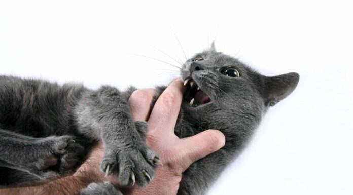 Perché i gatti mordono
