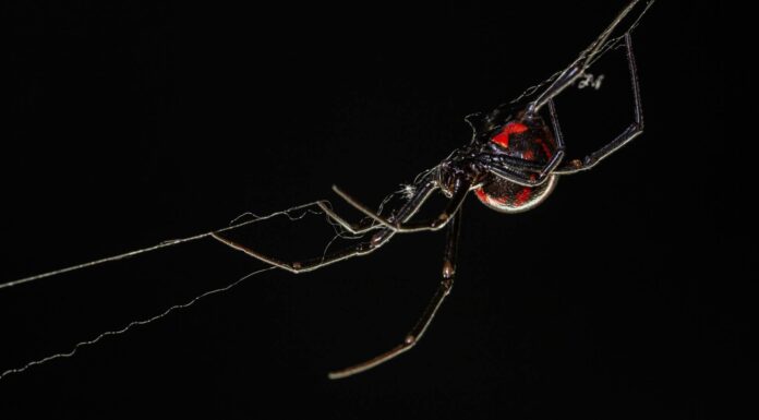 Ragni velenosi (velenosi) in Ohio
