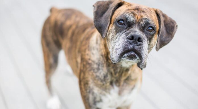 10 fatti incredibili sui cani boxer
