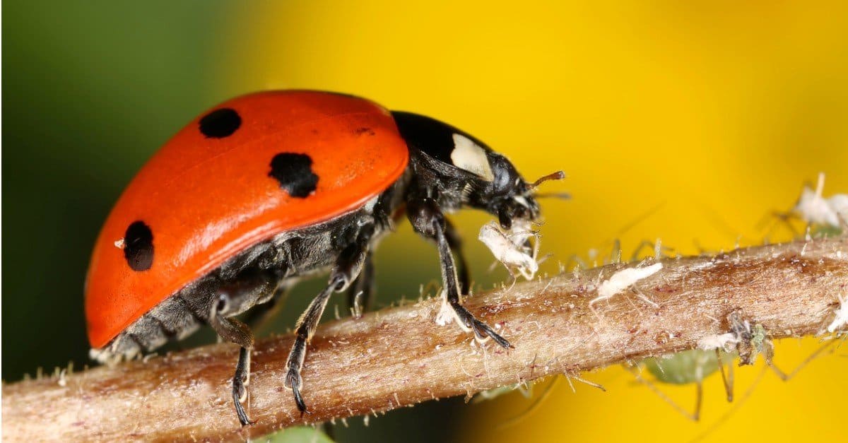 Le coccinelle mangiano gli afidi?