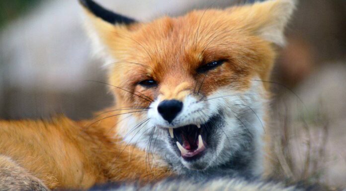 Cacca di volpe: che aspetto ha lo scat di volpe?
