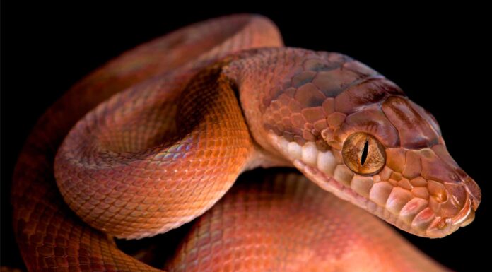  CHE COSA?  Questi due serpenti hanno 