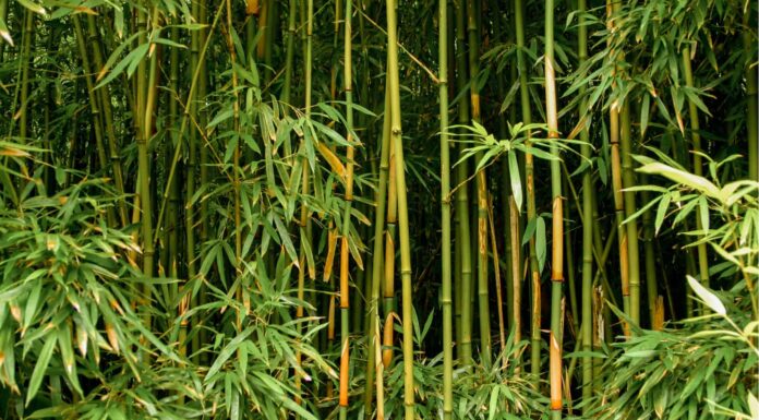 Quante piante ci sono nel mondo?
