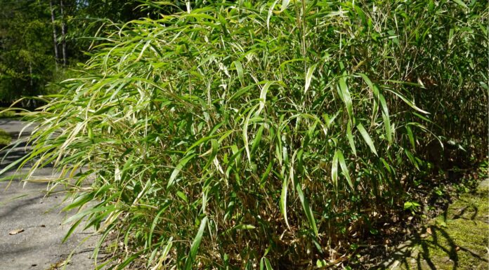 River Cane vs Bamboo