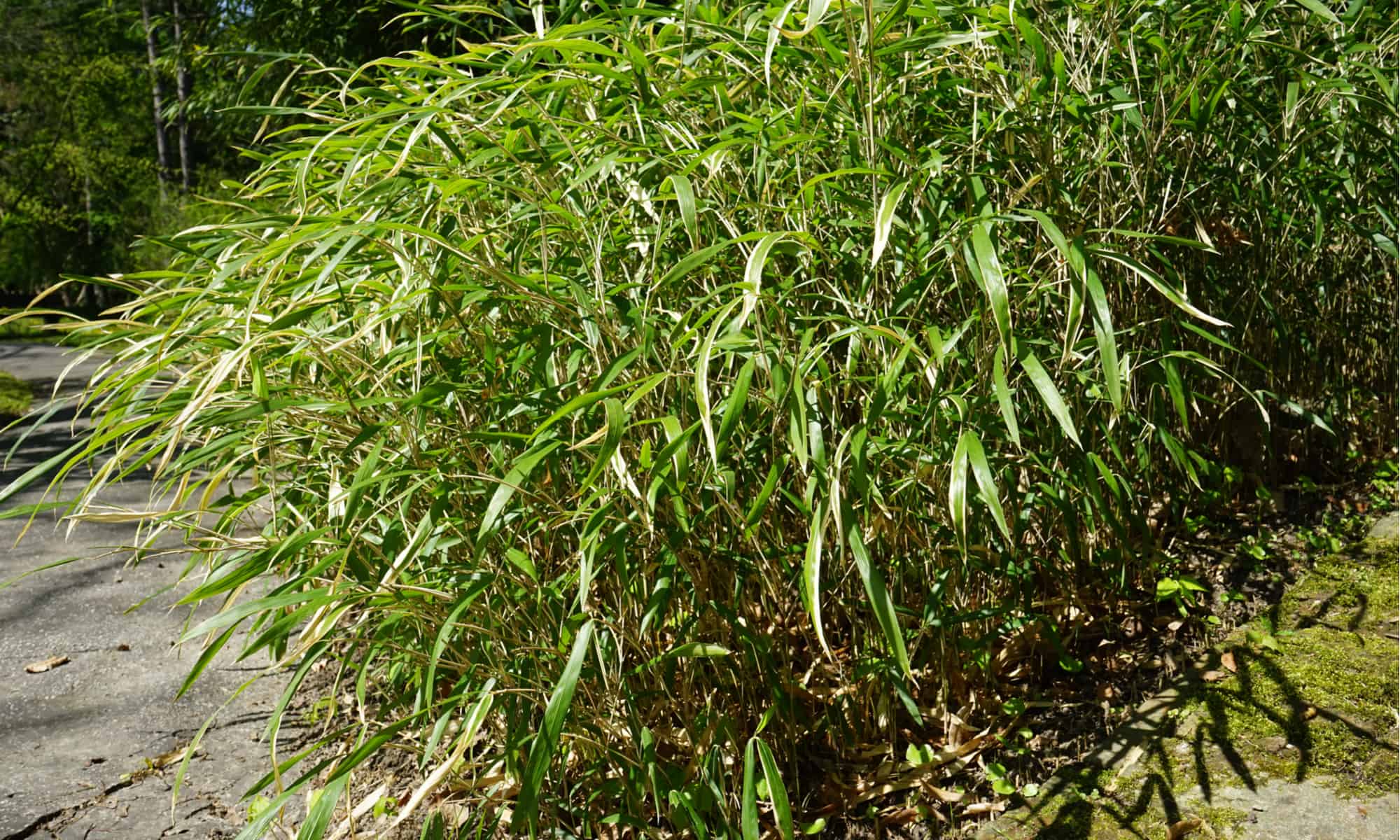 River Cane vs Bamboo