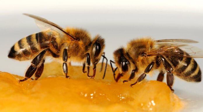 Quante Api Ci Sono Nel Mondo?
