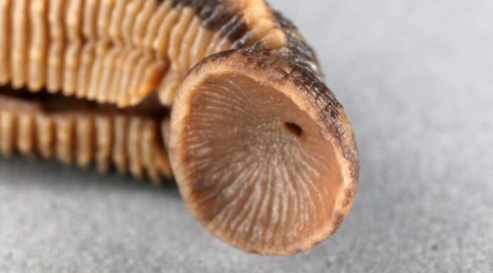 3 laghi infestati da sanguisughe negli Stati Uniti in cui non vuoi nuotare!
