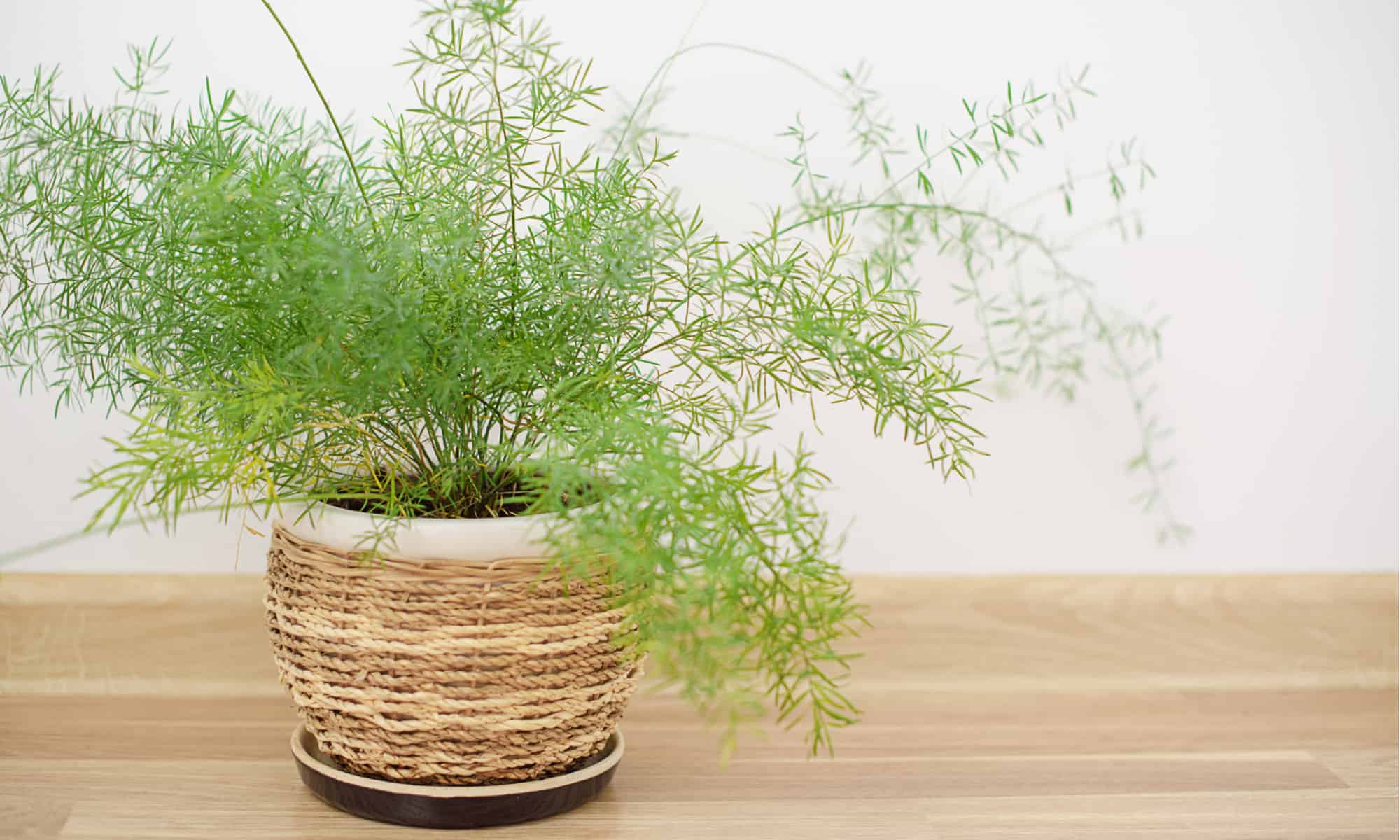 Foxtail Fern vs Asparagus Fern
