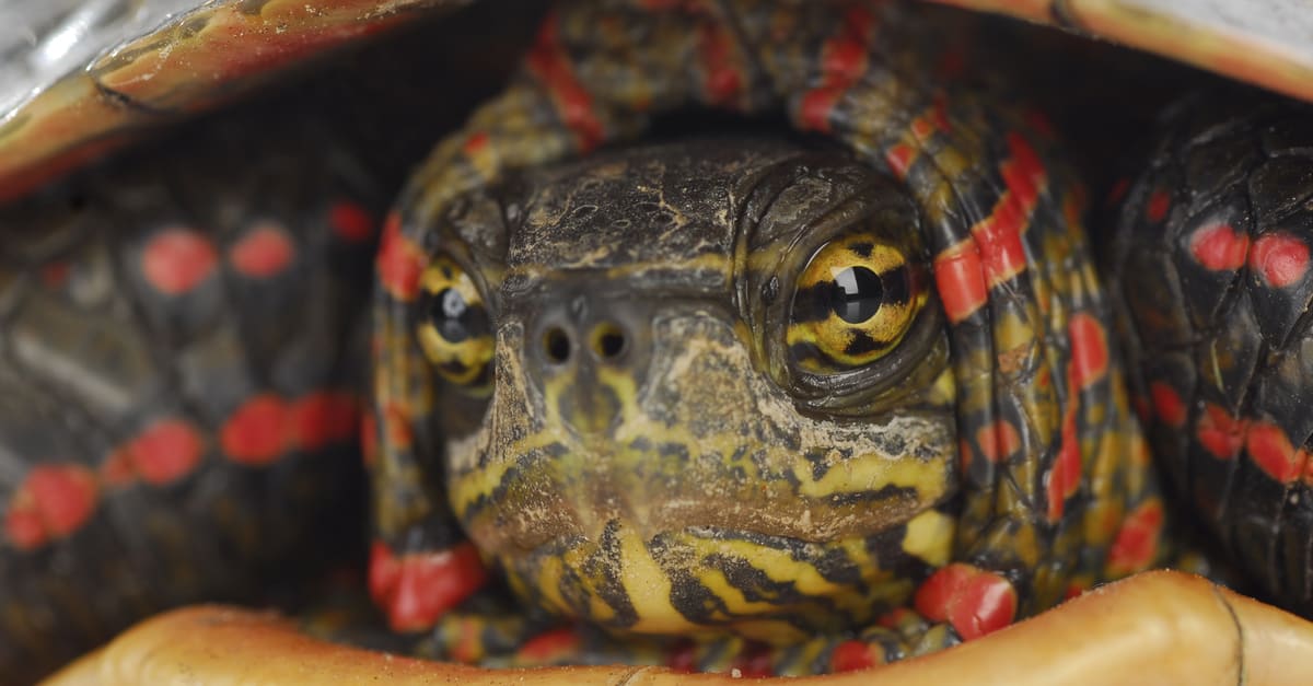 Tartaruga azzannatrice vs tartaruga dipinta: quali sono le differenze?