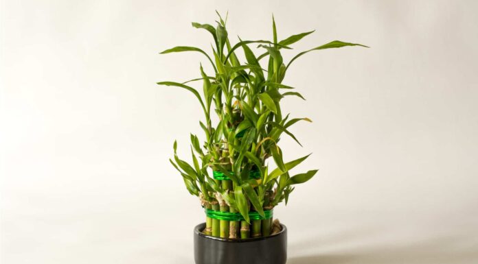 Lucky Bamboo vs Bamboo