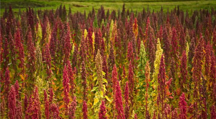 Amaranth vs Quinoa
