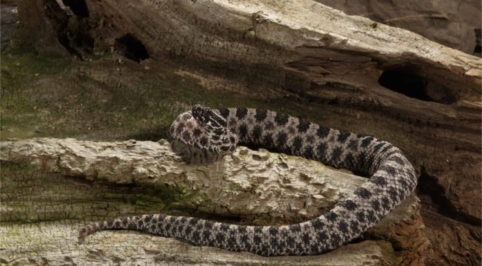 Serpenti che vivono solo sulla costa orientale
