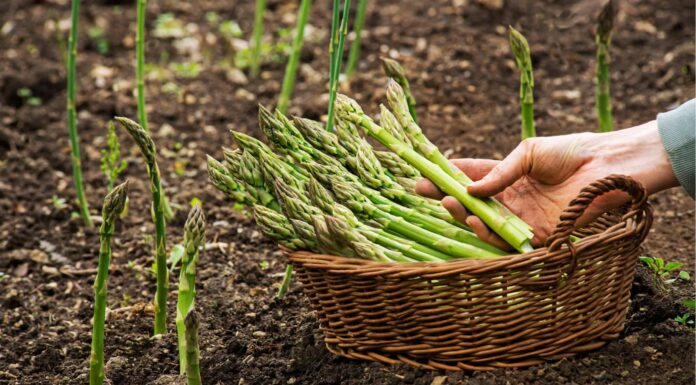 Asparagus vs Broccoli