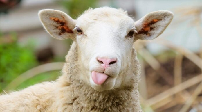 10 fatti incredibili sulle pecore
