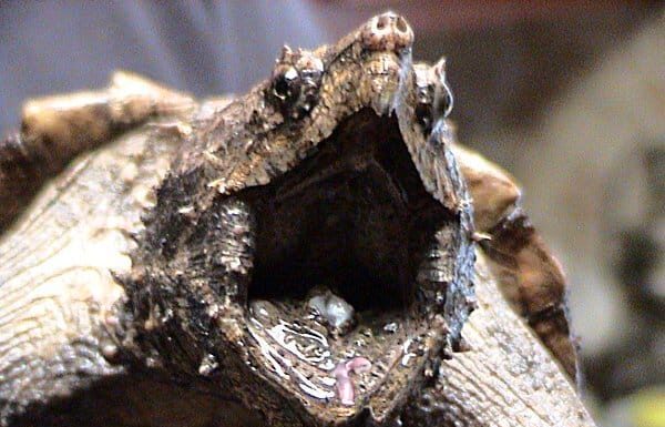 Tartaruga azzannatrice alligatore vs tartaruga azzannatrice comune: quali sono le differenze?
