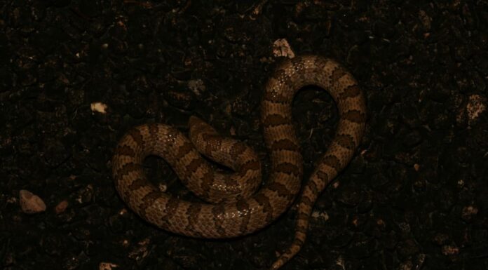 A The 7 Best Snake Guard Chaps You Can Buy Today