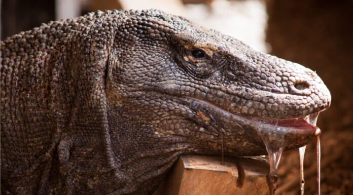 Komodo Dragon vs Gorilla: quale vincerebbe in un combattimento?
