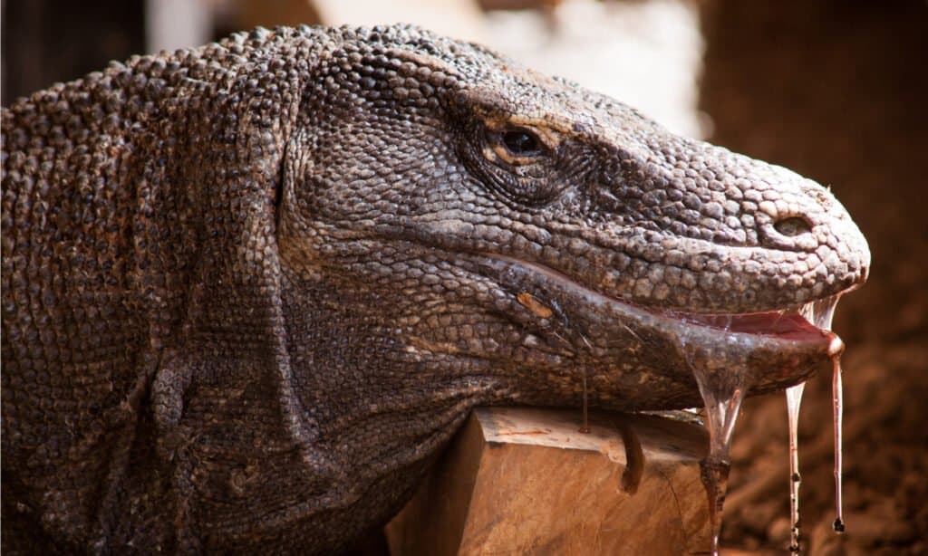 Komodo Dragon vs Gorilla: quale vincerebbe in un combattimento?