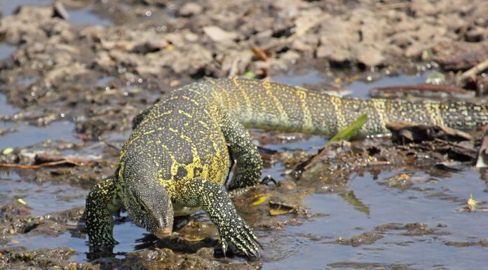 Monitor Lizard vs Gila Monster: quali sono le differenze?
