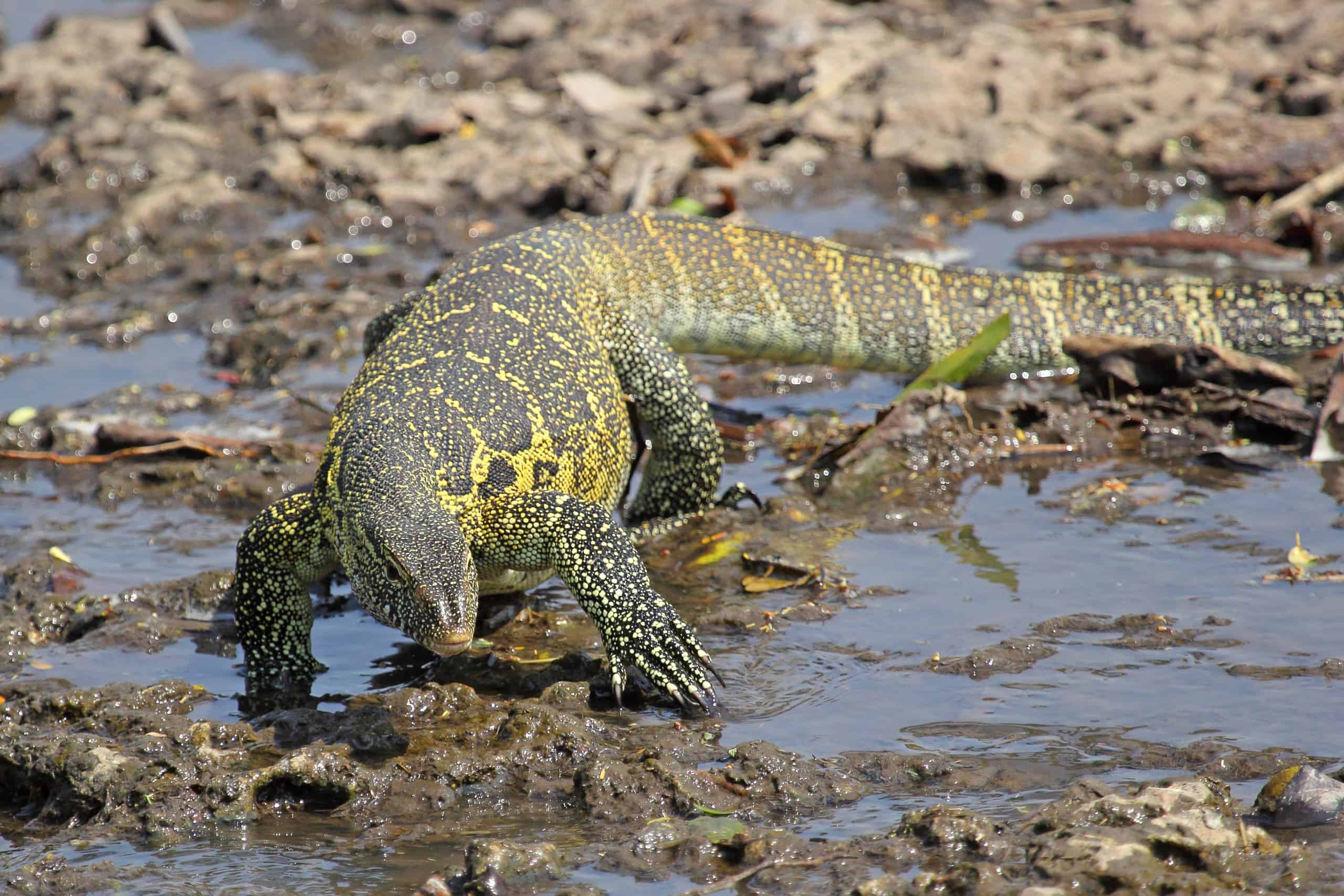 Monitor Lizard vs Gila Monster: quali sono le differenze?