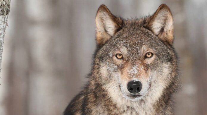 Scopri i 7 animali più grandi del Michigan e dove li troverai
