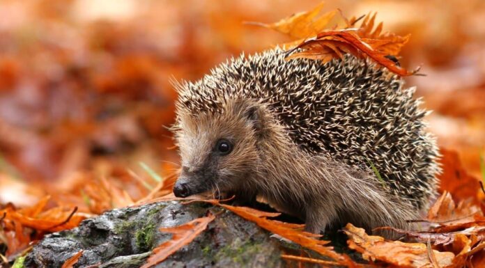 10 fatti incredibili sul riccio
