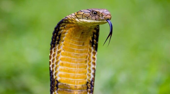 King Cobra vs Monitor Lizard: chi vincerebbe in un combattimento?

