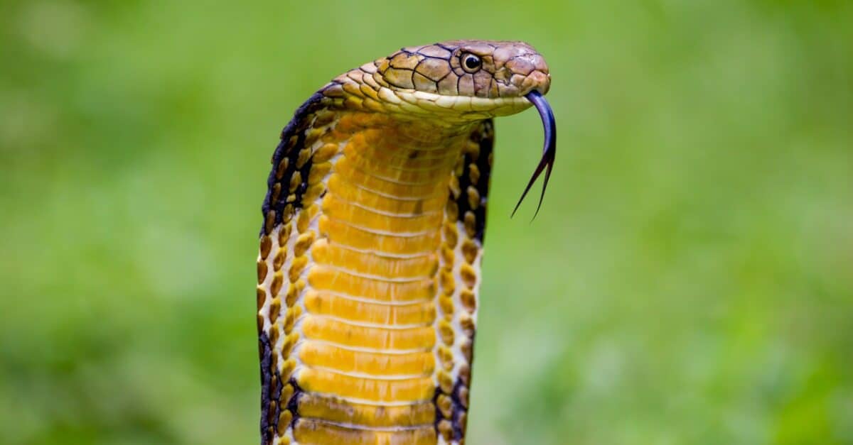 King Cobra vs Monitor Lizard: chi vincerebbe in un combattimento?