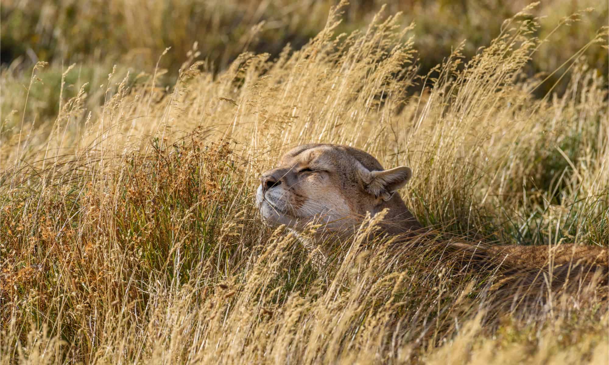 I leoni di montagna sono notturni?  Dove dormono comunque i leoni di montagna?