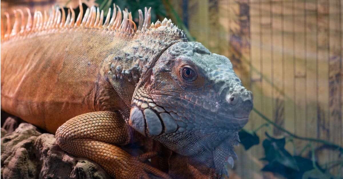 10 fatti incredibili sull'iguana