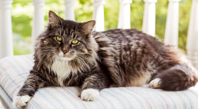 10 fatti incredibili sul Maine Coon
