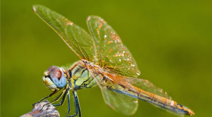 Insetti contro insetti: quali sono le differenze?
