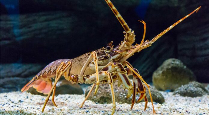 10 fatti incredibili di aragosta
