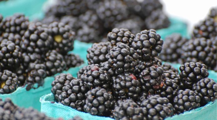 Marionberry vs Blackberry