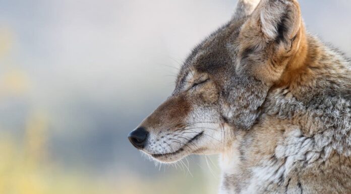 10 fatti incredibili sul coyote
