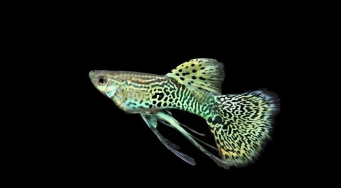 Guppy maschio vs femmina: spiegate le differenze chiave
