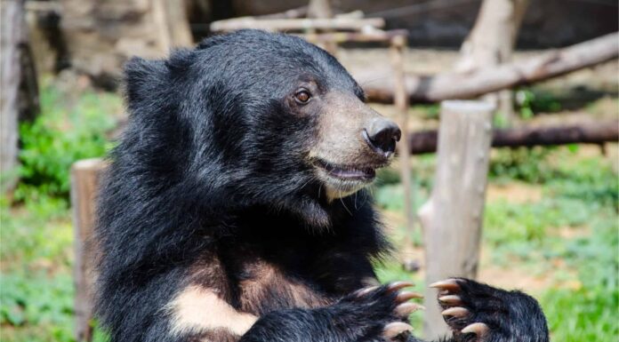 Moon Bear vs Sun Bear: quali sono le differenze?
