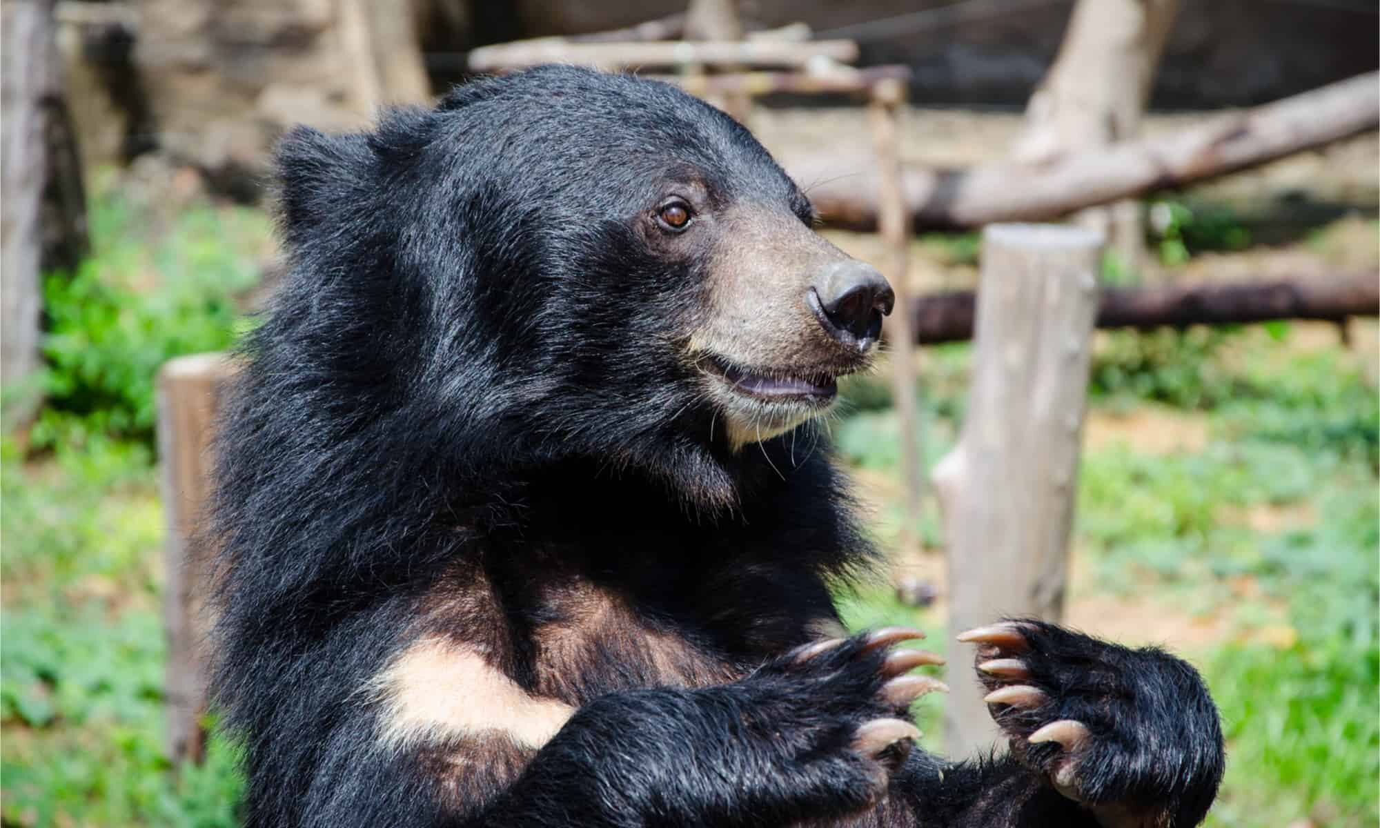Moon Bear vs Sun Bear: quali sono le differenze?