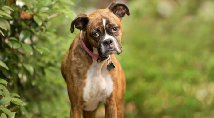 Rottweiler vs Boxer: spiegate le differenze chiave
