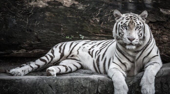 White Tiger