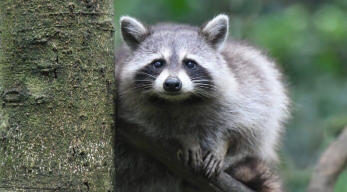 10 fatti incredibili sui procioni 10 fatti incredibili sui procioni