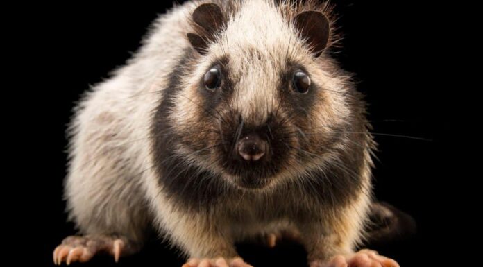 Quanti ratti ci sono nel mondo?
